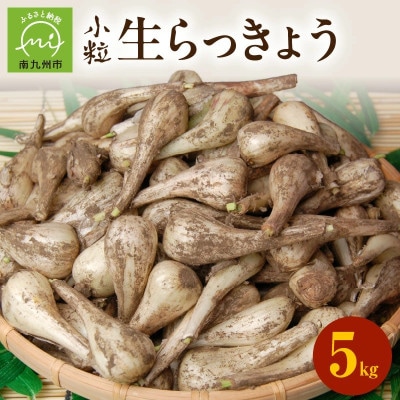 生らっきょう(小粒) 5kg