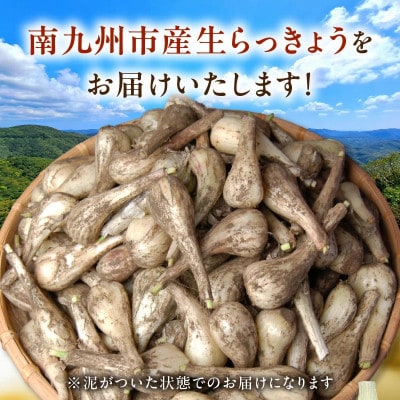 生らっきょう(小粒) 5kg