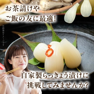 生らっきょう(小粒) 5kg