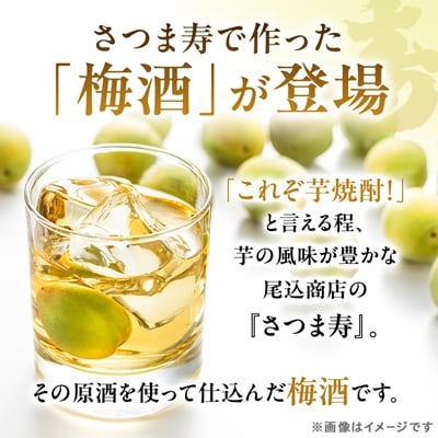 【数量限定】尾込商店「さつま寿 梅酒」720ml×1本