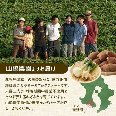 春を告げるサラダ玉ねぎ5kg