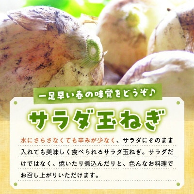 春を告げるサラダ玉ねぎ10kg