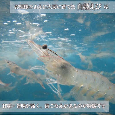 「白姫えび」500g×2箱(南九州市)