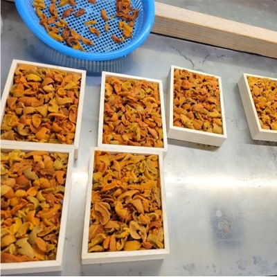 【年内配送可○】エゾバフンウニ(赤系)150g×1折 A-71043