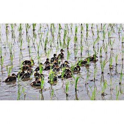 ま鴨が育てた美味しいコシヒカリ 5kg [54070570]