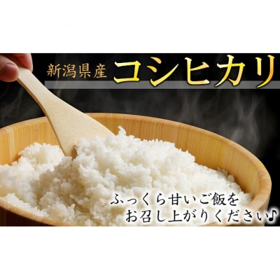 カガヤキ農園 特別栽培米コシヒカリ10kg [54070189]