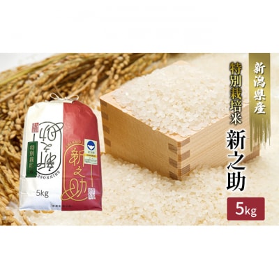 【カガヤキ農園】特別栽培米　新之助5kg [54071111]