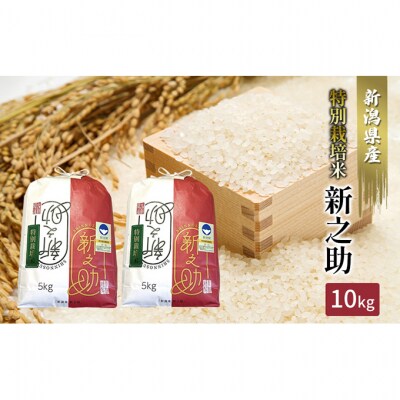 【カガヤキ農園】特別栽培米　新之助10kg(5kg×2) [54071112]