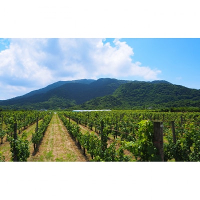 カーブドッチSABLE 赤白ワインセット 750ml×2本 新潟 [54070175]