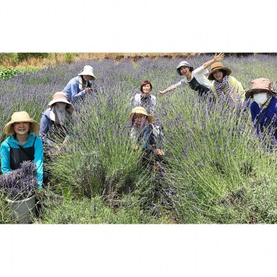 新潟産ラベンダー精油5mlとアロマストーン [54070251]