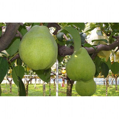 ル レクチェジュース180ml(2本セット)[54070040]