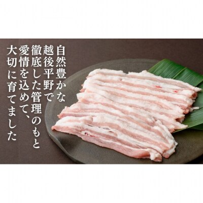 和豚もちぶた バラ しゃぶしゃぶ用 1kg (500g×2パック) セット [54070659]