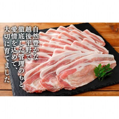 和豚もちぶた ロース しゃぶしゃぶ用 1kg (500g×2パック) セット [54070660]