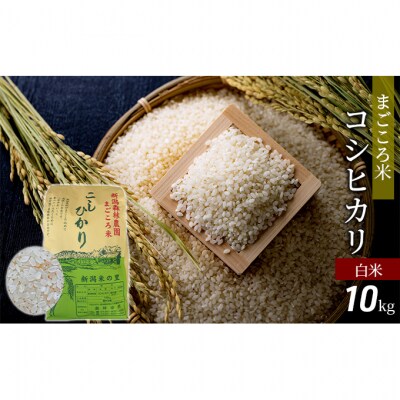 まごころ米コシヒカリ10kg(白米)[54070452]