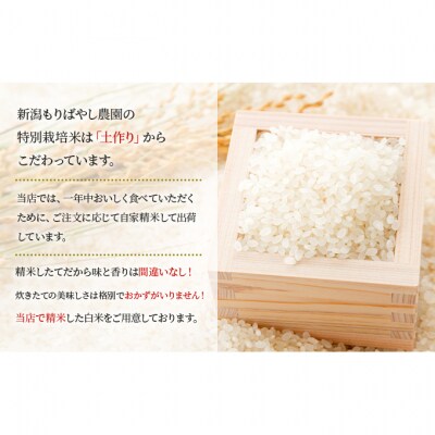 まごころ米コシヒカリ10kg(白米)[54070452]