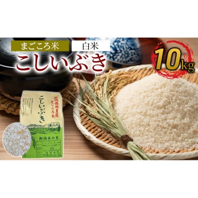 まごころ米こしいぶき10kg(白米)[54070453]
