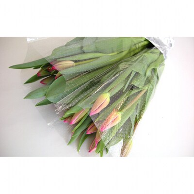 フラワーファームしろねのチューリップ切花20本　赤・ピンク各10本[54070470]