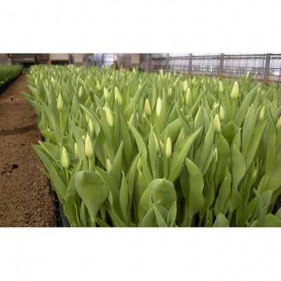 フラワーファームしろねのチューリップ切花20本　黄・赤各10本[54070471]