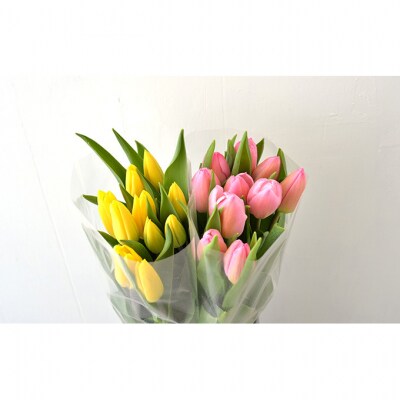 フラワーファームしろねのチューリップ切花20本　黄・ピンク各10本[54070472]
