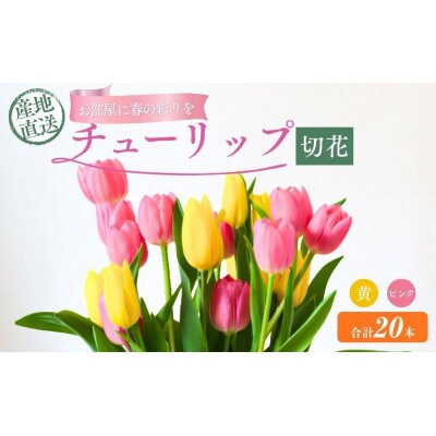 フラワーファームしろねのチューリップ切花20本　黄・ピンク各10本[54070472]