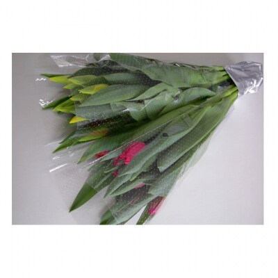 フラワーファームしろねのチューリップ切花20本　黄・ピンク各10本[54070472]