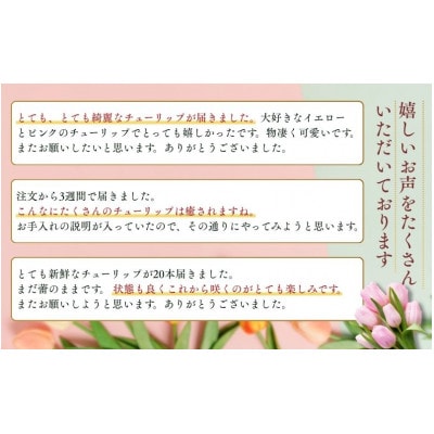 フラワーファームしろねのチューリップ切花20本　黄・ピンク各10本[54070472]