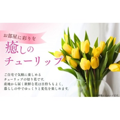 フラワーファームしろねのチューリップ切花20本　黄・ピンク各10本[54070472]