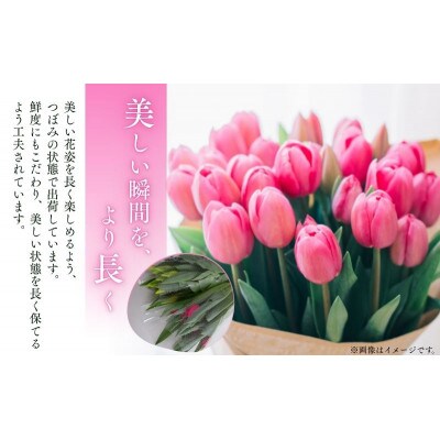 フラワーファームしろねのチューリップ切花20本　黄・ピンク各10本[54070472]