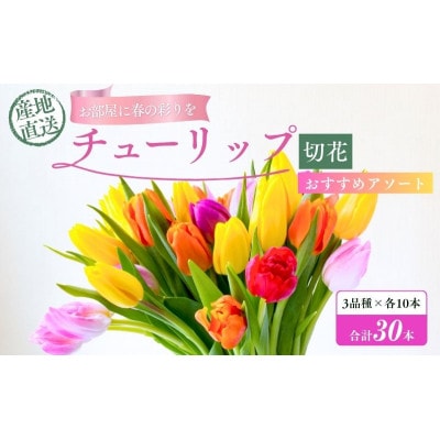 フラワーファームしろねのチューリップ切花30本　3品種×各10本[54070474]