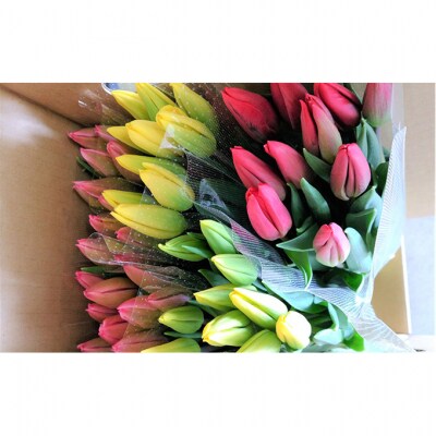 フラワーファームしろねのチューリップ切花　50本ピンク20本・黄20本・赤10本[54070475]