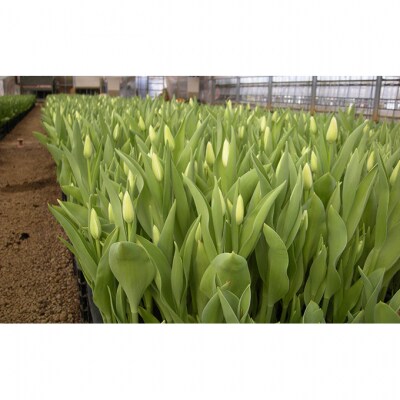 フラワーファームしろねのチューリップ切花　50本ピンク20本・黄20本・赤10本[54070475]