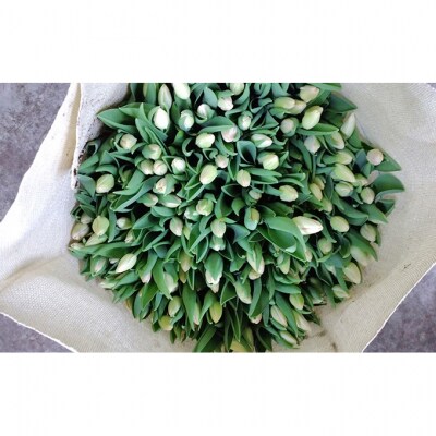 フラワーファームしろねのチューリップ切花　50本ピンク20本・黄20本・赤10本[54070475]