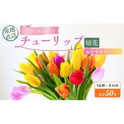 フラワーファームしろねのチューリップ切花50本　5品種×各10本[54070476]