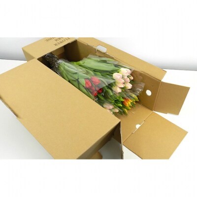 フラワーファームしろねのチューリップ切花50本　5品種×各10本[54070476]