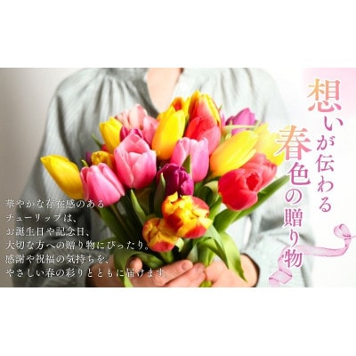 フラワーファームしろねのチューリップ切花50本　5品種×各10本[54070476]