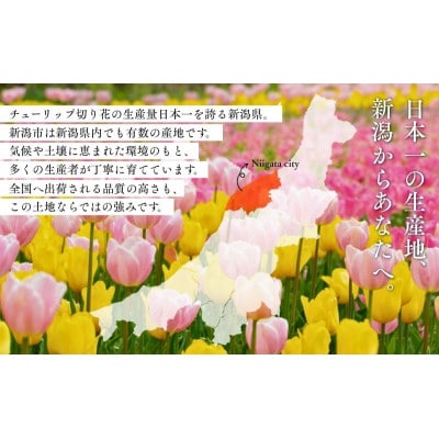 フラワーファームしろねのチューリップ切花50本　5品種×各10本[54070476]