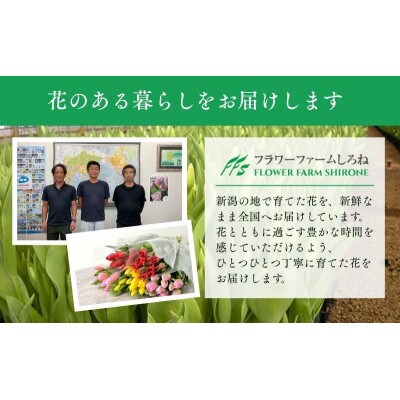 フラワーファームしろねのチューリップ切花50本　5品種×各10本[54070476]