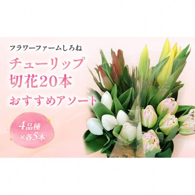フラワーファームしろねのチューリップ切花20本(4品種×各5本)[54071373]