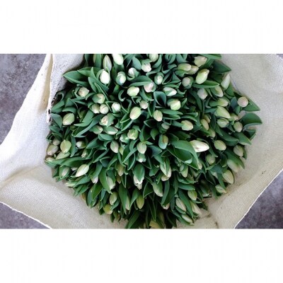 フラワーファームしろねのチューリップ切花20本(4品種×各5本)[54071373]