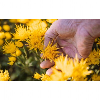 伝統野菜食用菊りゅうのひげ　ごはんのお供セット [54070498]