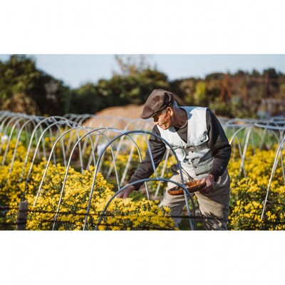 伝統野菜食用菊りゅうのひげ　ごはんのお供セット [54070498]