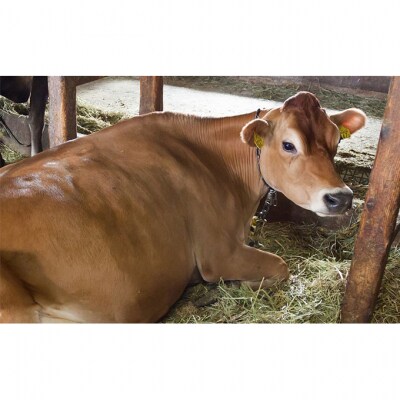 ジャージー牛の搾りたて生乳を使った濃厚な「ごとらってジェラート」食べ比べ [54070510]