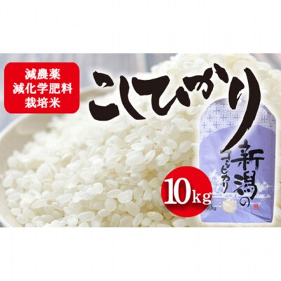 栽培期間中農薬を減らして栽培したお米 こしひかり 10kg [54070583]