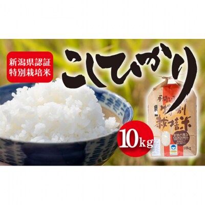 令和7年度産 新潟県認証特別栽培米 コシヒカリ10kg [54070732]