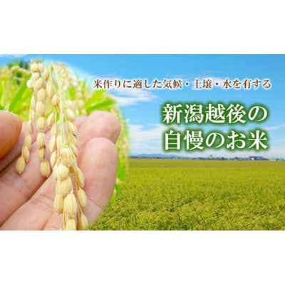 令和7年度産 新潟県認証特別栽培米 コシヒカリ10kg [54070732]