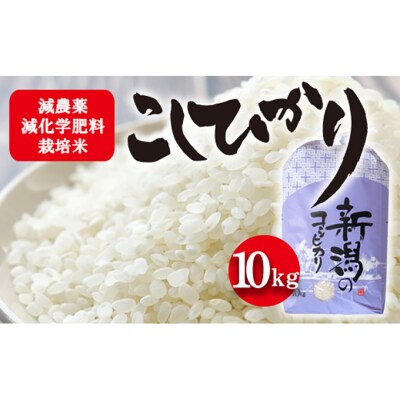 令和7年度産 栽培期間中農薬を減らして栽培したお米 こしひかり10kg [54070736]