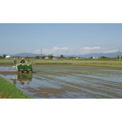 特別栽培米 新潟産コシヒカリ白米 5kg [54070584]