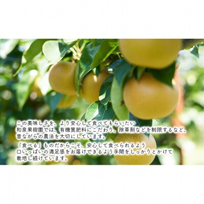 ルレクチェストレートジュース200ml 6本セット [54070910]