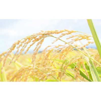 カモ農法コシヒカリ5kg 米 精米 白米 コシヒカリ 5kg [54070755]