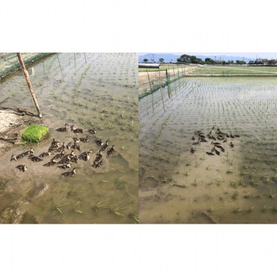 カモ農法コシヒカリ5kg 米 精米 白米 コシヒカリ 5kg [54070755]